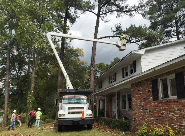 How Our Tree Care Process Works  in  Victoria, MS